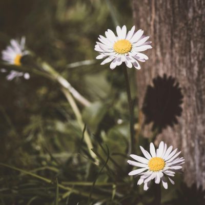 pexels-pixabay-432843