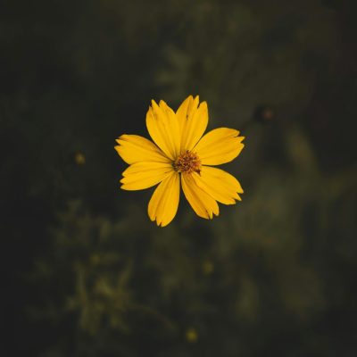 pexels-rahulp9800-1212487