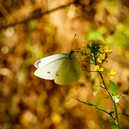 pexels-sulecabuk-17456252